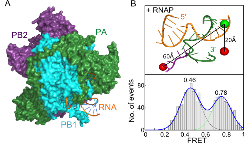 2 Mechanisms Of Influenza Virus Replication And Transcription Gene Machine Influenza Rna Polymerase Gene Machines Achillefs Kapanidis Group