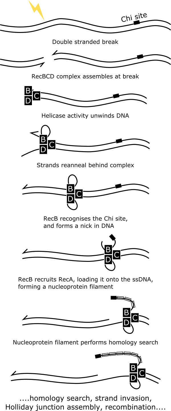 Cartoon schematic of the RecBCD pathway